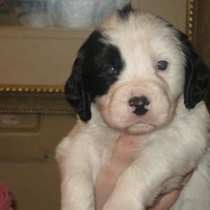 Meet your Posher, Sue